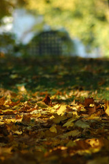 Autumn park