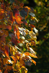 Yellow-red branch of autumn