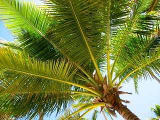 Obraz na płótnie Canvas Drzewo palmowe