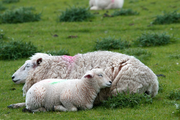 Schaf Familie kuschelt