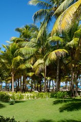 Palm Trees By The Beach In The Carribean