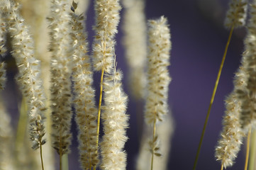 Fougères dans le vent