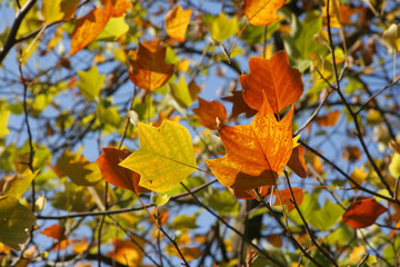 Autumn fall leaves