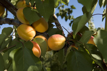 Abricots avant la récolte