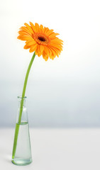 Gerbera in Vase