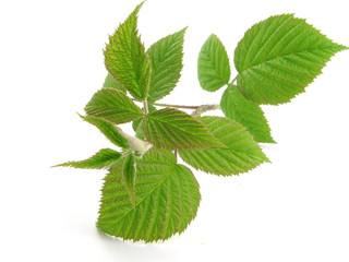 raspberry