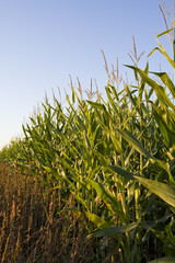 Naklejka premium Corn field