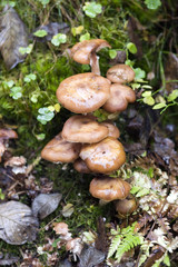 Agaricus melleus