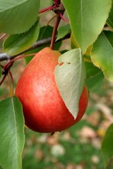 poire biologique