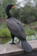 BLACK BIRD
