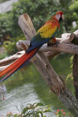 AMAZON PAROT
