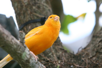 CANARY