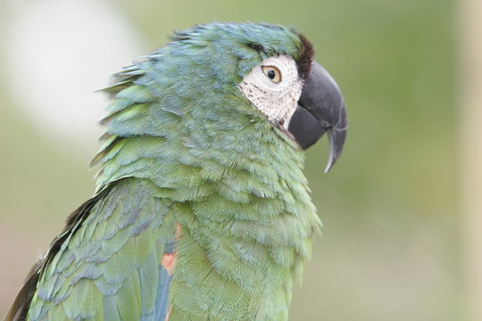  FLORIDA GREEN PAROT