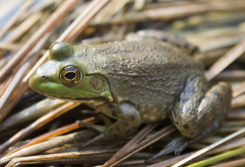 cricket frog