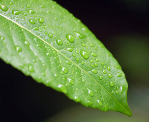 Fototapeta na wymiar Raindrops on leaf