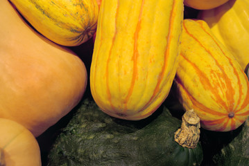 Decorative Melons & Gourds