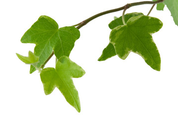 Fototapeta premium Hedera