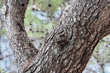 Obraz premium Pine detail