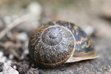 snail