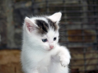 Kitten with uplifted wet paw