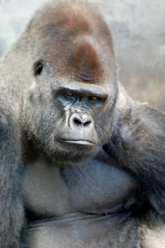Sad Gorilla