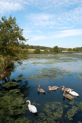 Swans and Signets on Lake