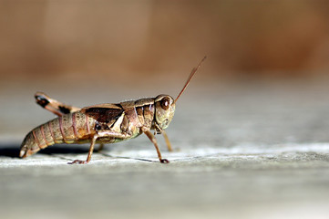 Grasshopper