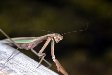 Praying Mantis