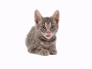 striped kitten lying down and licking lips, isolated