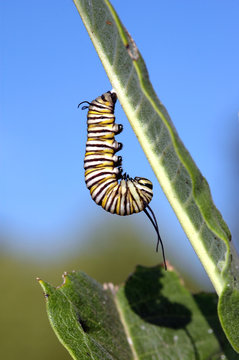 Monarch
