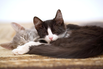 sleeping kitten brothers