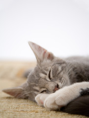 sleeping striped kitten