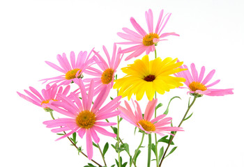 Beautiful pink and yellow flowers