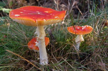 three fly agaric toadstools