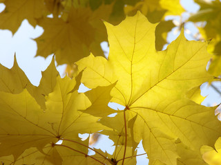 autumnal leaves 4