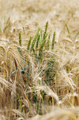 Intruders - wheat in a barley field