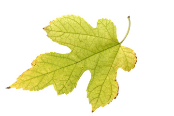 Green autumn leaf w/ith clipping path