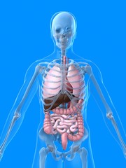 organ anatomie