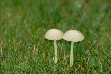 mushroom couple