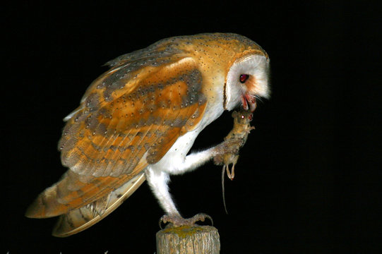 Coruja
