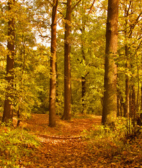 Fototapeta premium Autumn path