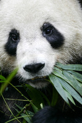 Fototapeta premium Giant Panda