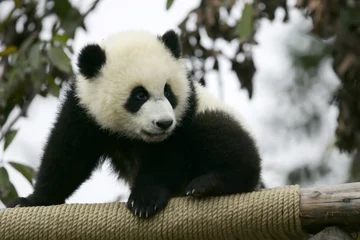 Cercles muraux Panda Panda géant