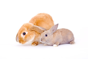 two bunny on a white background