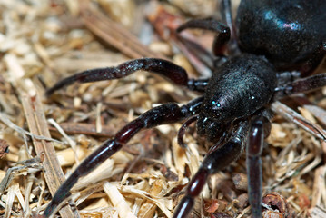 black spider