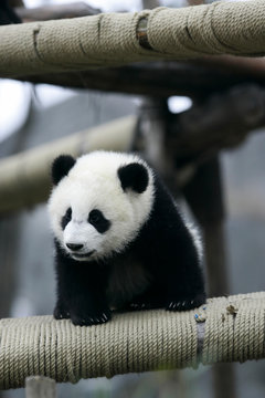 Fototapeta Giant Panda