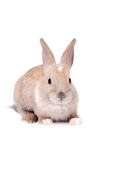 brown bunny, isolated on white