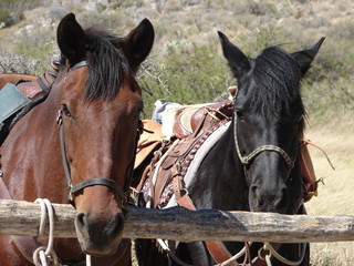 Obraz premium horses