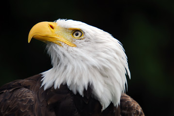 American Bald Eagle (Haliaeetus leucocephalus)