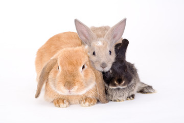 three bunny on a white background